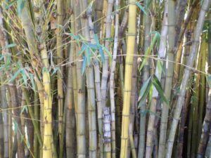 Bamboo shower