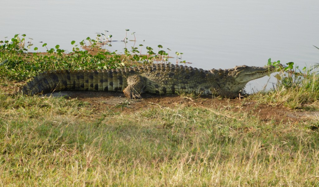 Nairobi Outskirts Day Tour - Crocodile at Nairobi National park