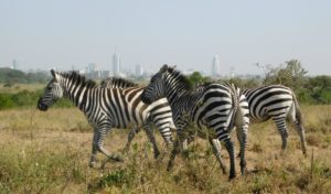 Private Nairobi Outskirts Day Tour