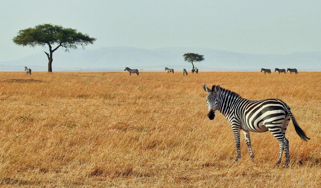 3 Places to travel to for a budget safari