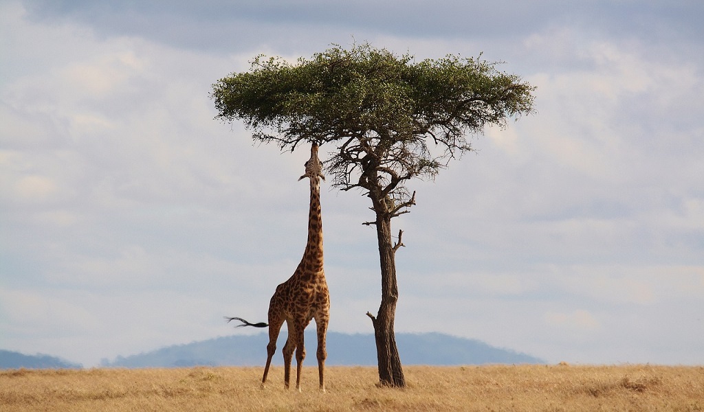 What to know before traveling to Kenya