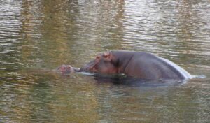 Hippos at Mwea National Reserve