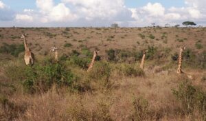 The Ultimate Kenya Safari Itinerary