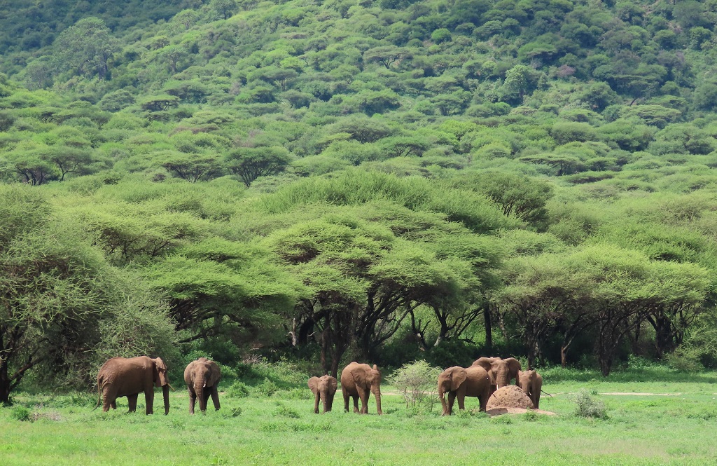 African Elephant herd Ngorogoro Crater