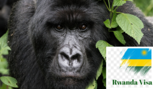 The Ultimate Guide to Obtaining a Rwanda Visa