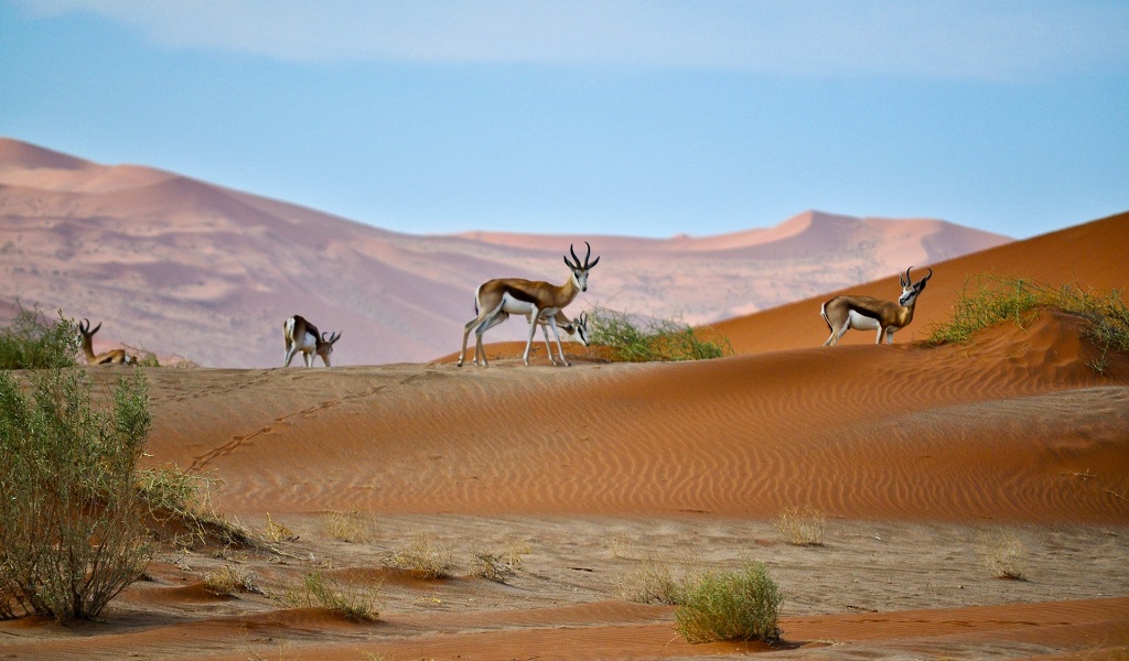 Top 20 Things to Do and Places to Visit in Namibia